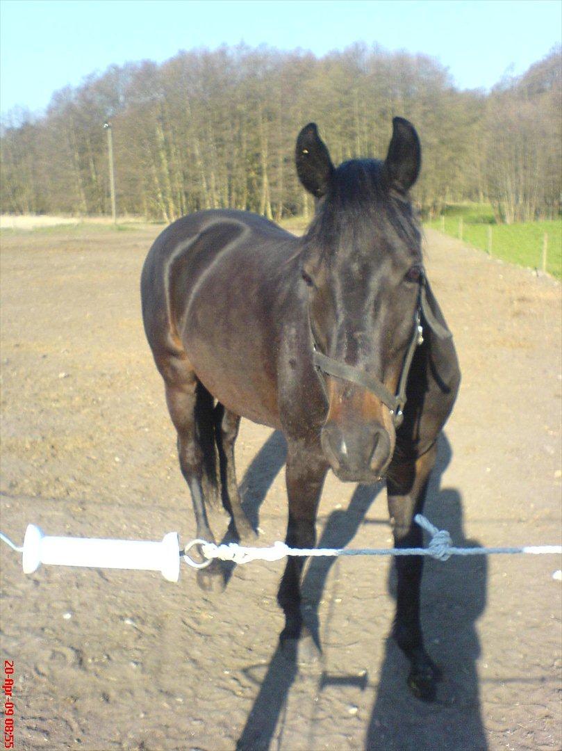 Anden særlig race Kong Hans' - Hanse'manden <3 billede 1