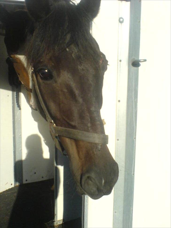 Anden særlig race Kong Hans' - Hanse'manden <3 billede 2