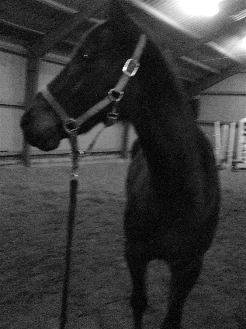 Anden særlig race Kong Hans' - Hanse'manden <3 billede 3