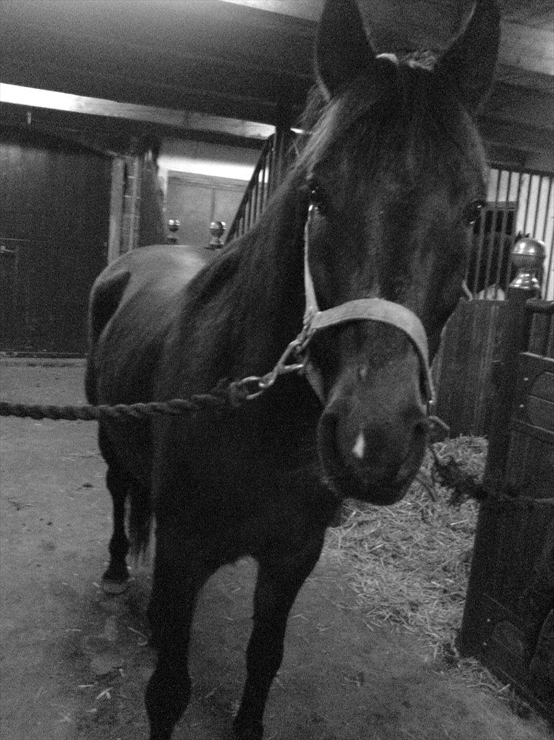 Anden særlig race Kong Hans' - Hanse'manden <3 billede 4