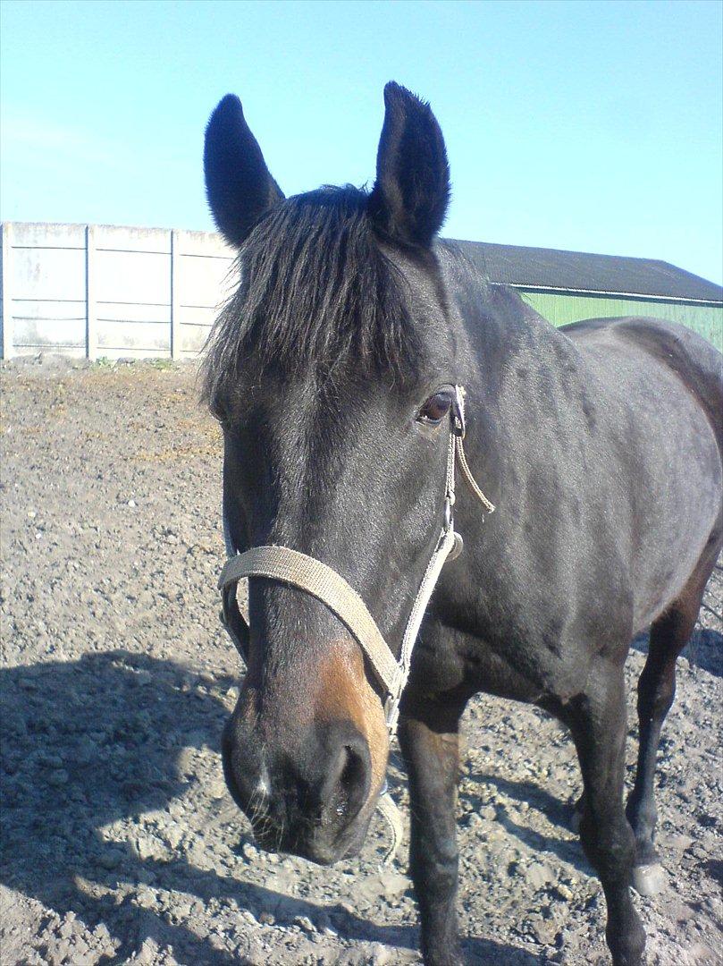 Anden særlig race Kong Hans' - Hanse'manden <3 billede 5