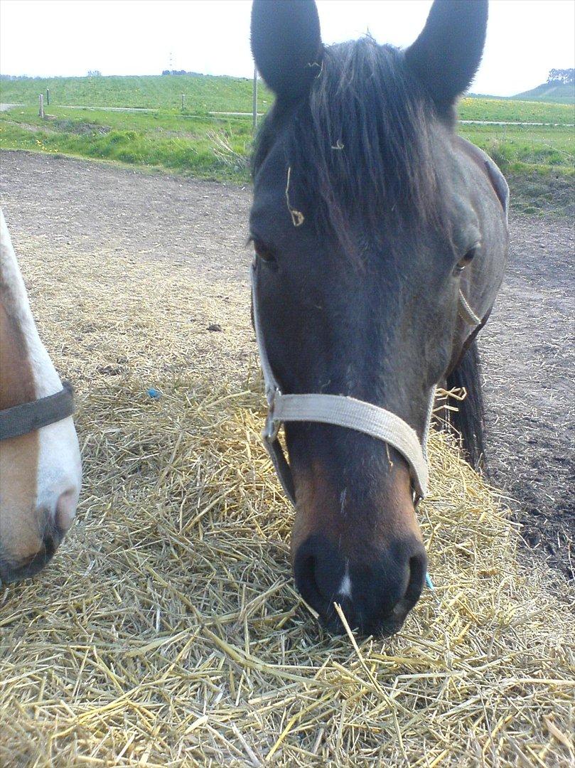 Anden særlig race Kong Hans' - Hanse'manden <3 billede 6