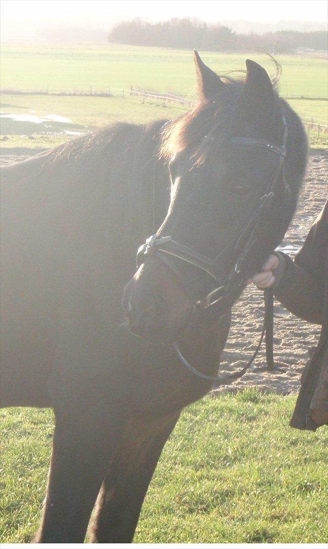 Anden særlig race Kong Hans' - Hanse'manden <3 billede 7