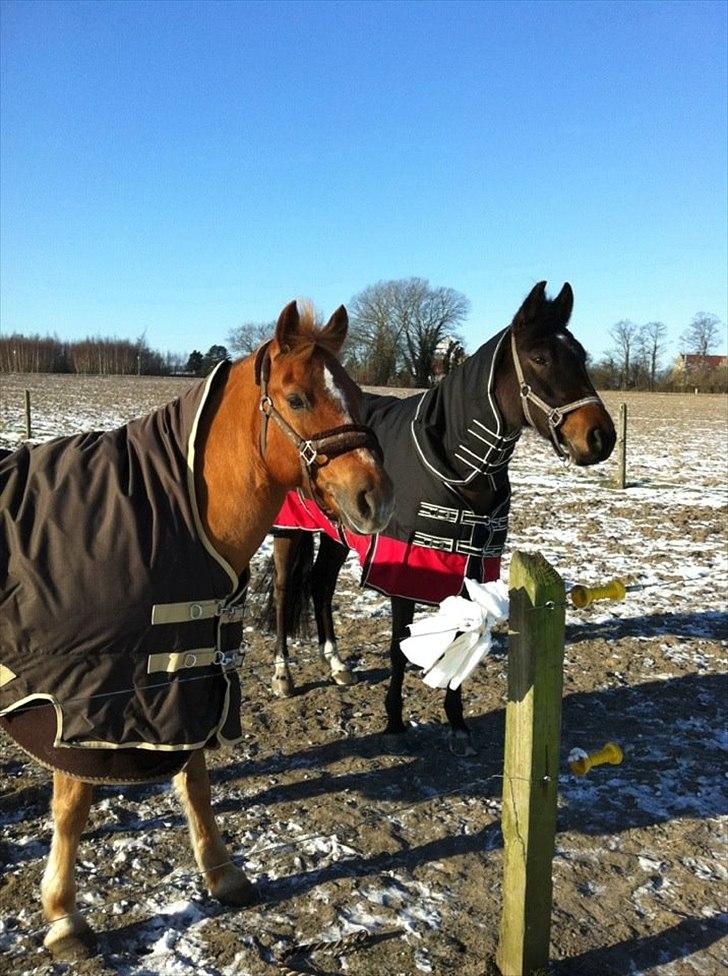 DSP Lille Asserholt Nickelodeon - Nickelodeon og Choice med deres nye vinterdækkener ;-) billede 7