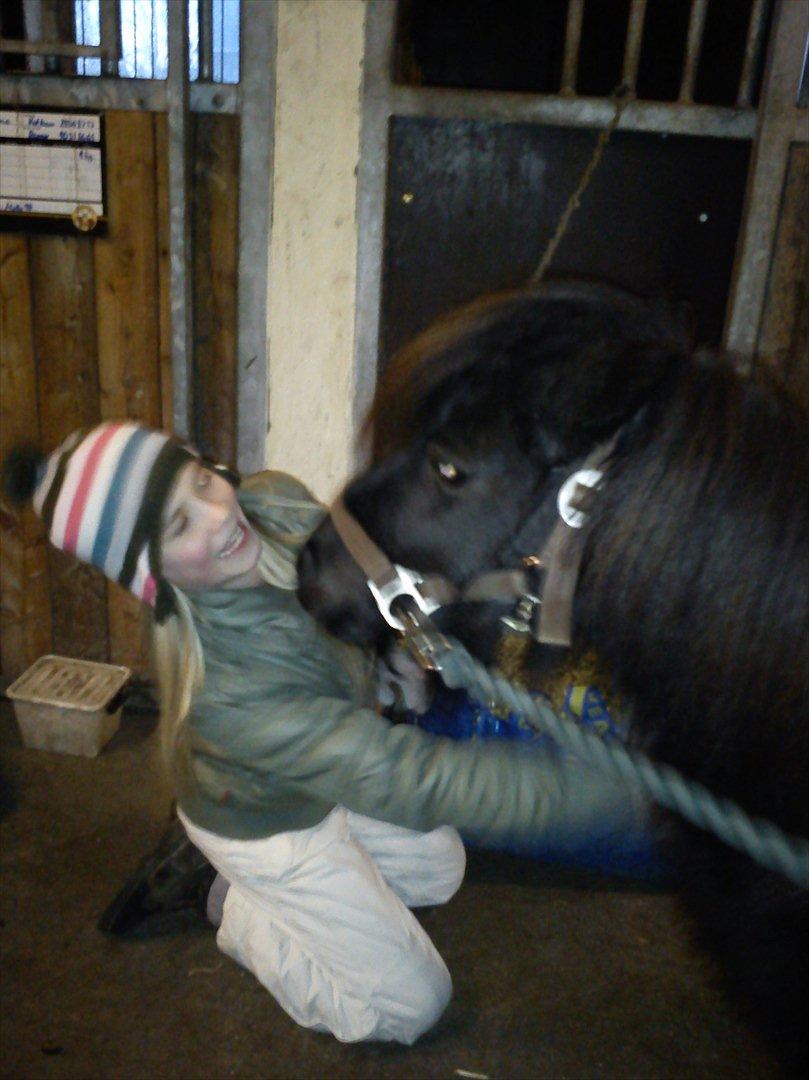 Shetlænder Sharon MY BOY  billede 2