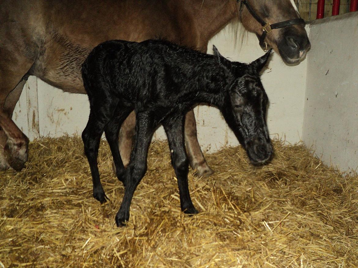 Anden særlig race s Düvel billede 1