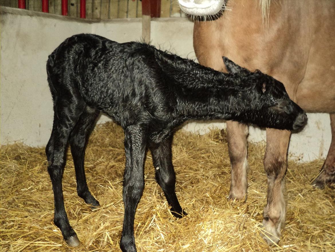 Anden særlig race s Düvel billede 2