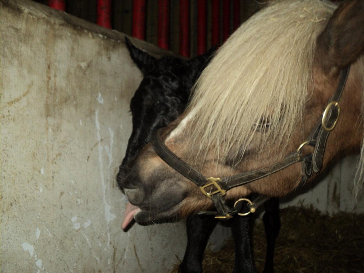 Anden særlig race s Düvel billede 3