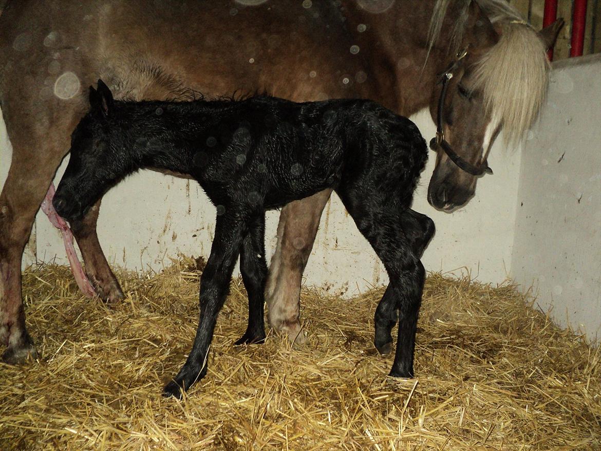 Anden særlig race s Düvel billede 4