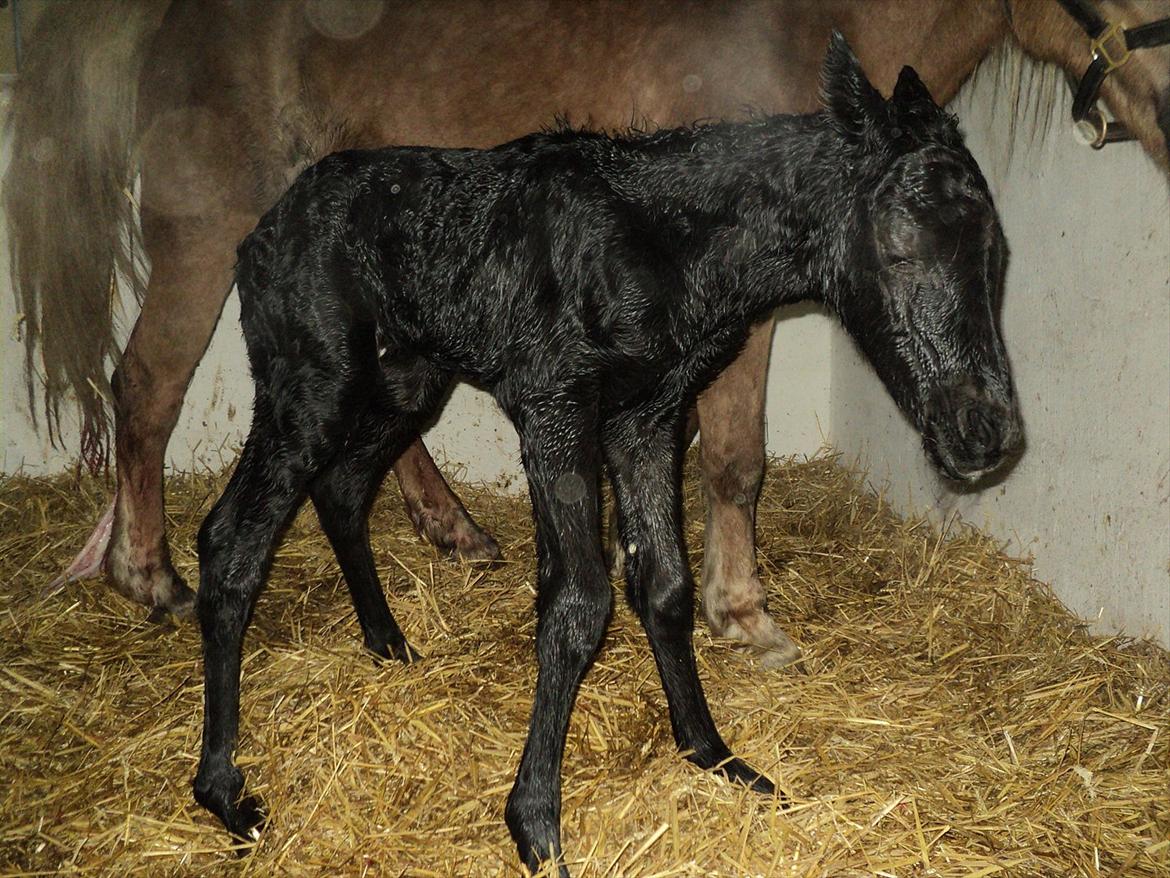 Anden særlig race s Düvel billede 5