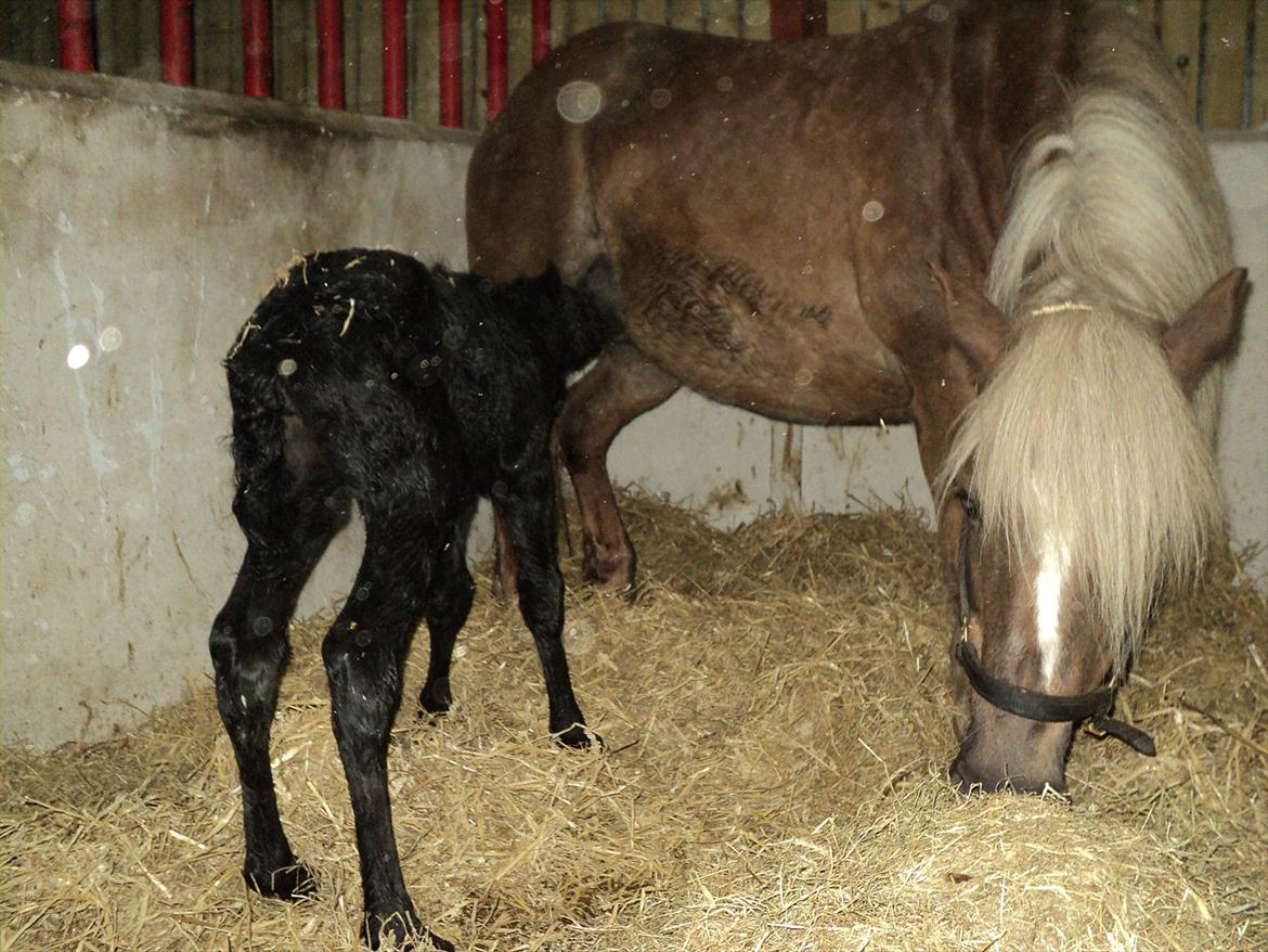 Anden særlig race s Düvel billede 6