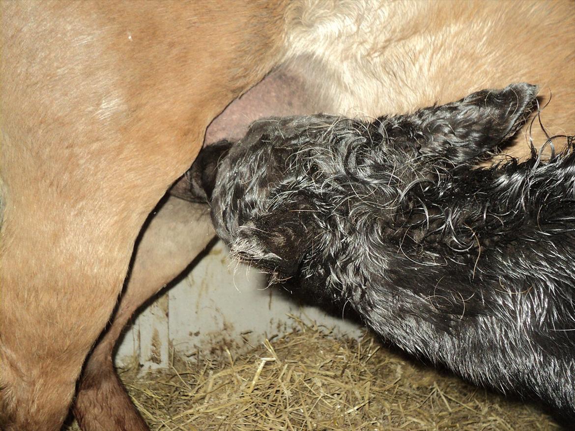 Anden særlig race s Düvel billede 7