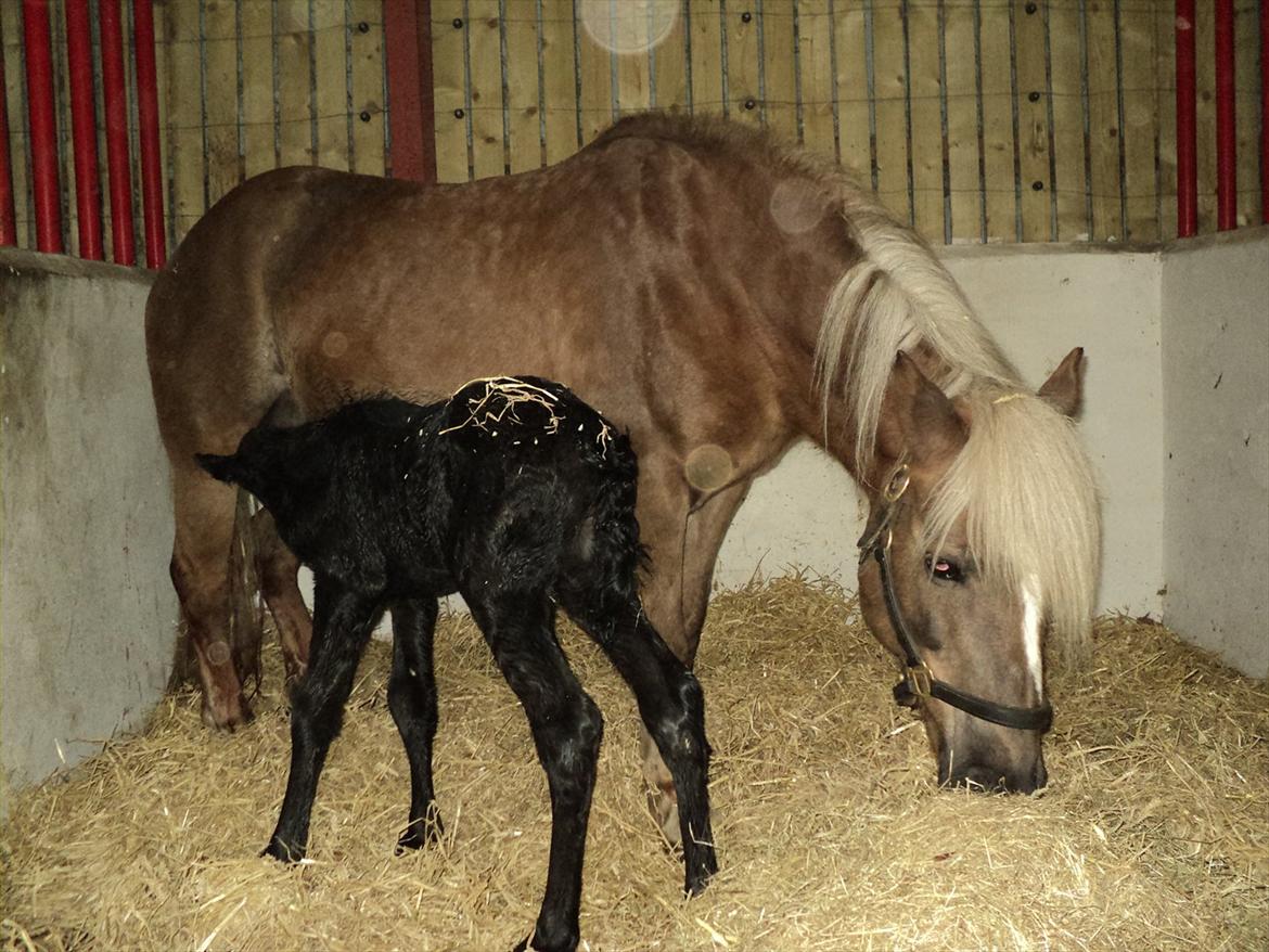 Anden særlig race s Düvel billede 8