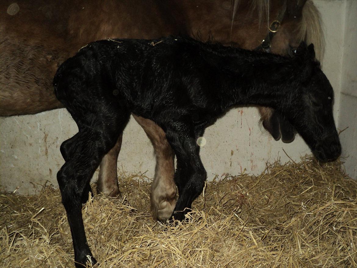 Anden særlig race s Düvel billede 9