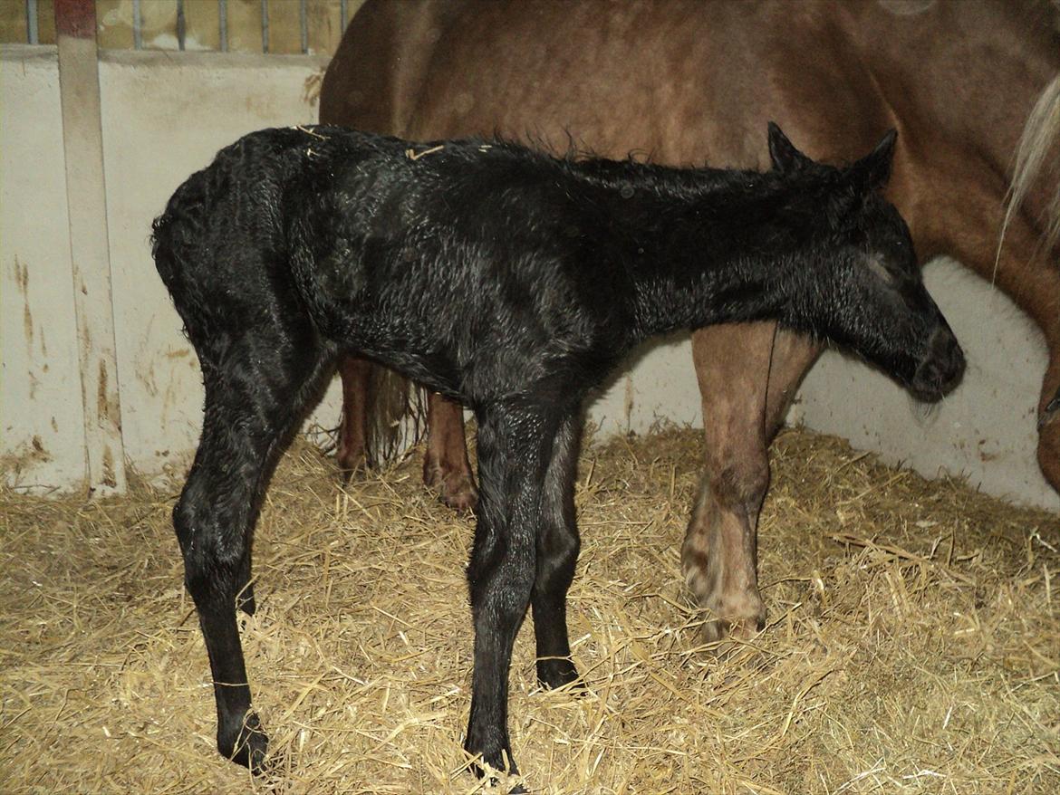 Anden særlig race s Düvel billede 10