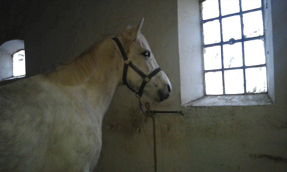 Anden særlig race olivia dressur prinssesen tidligere hest  - uhh der er vidst nogen der ude? d:D billede 3