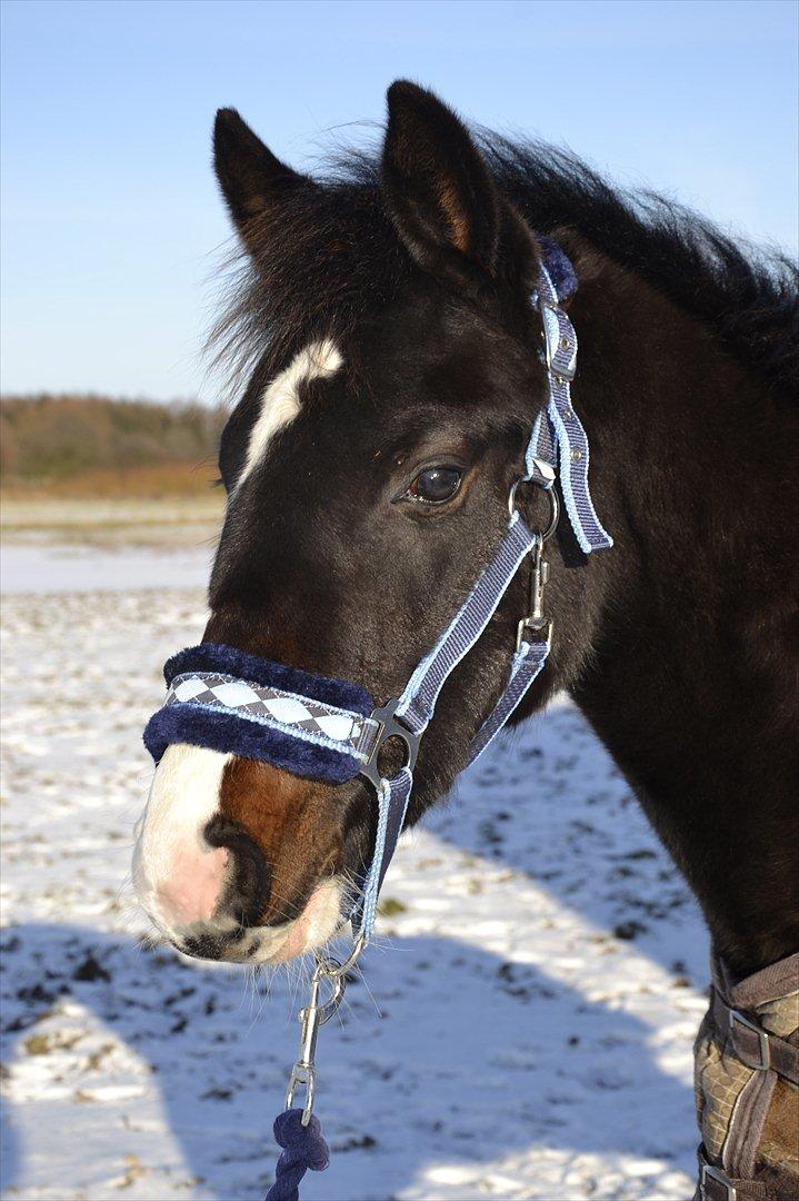 Pinto My Wall-E - Smukke lille wall-e
30. Januar 2012 billede 20