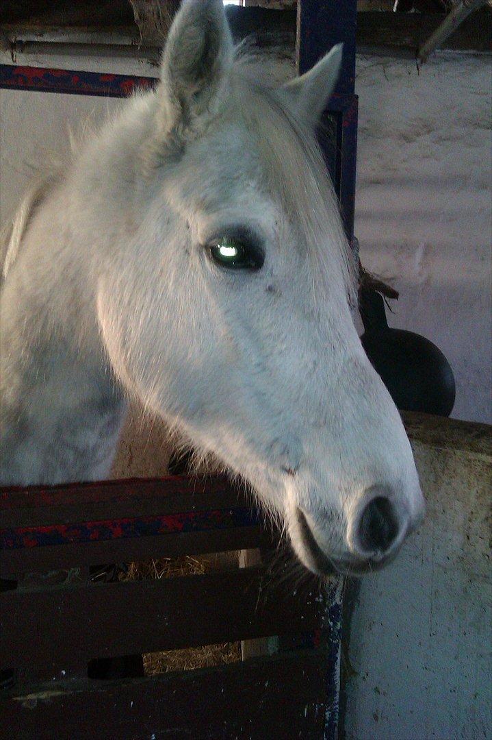 Anden særlig race olivia dressur prinssesen tidligere hest  billede 2