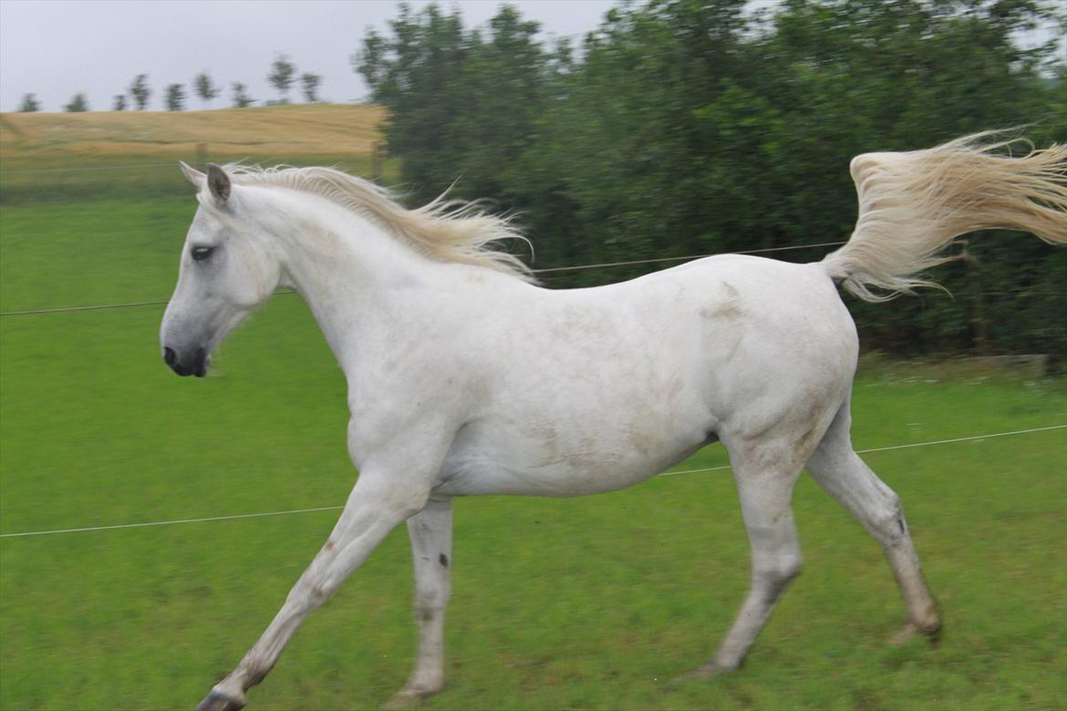 Anden særlig race olivia dressur prinssesen tidligere hest  - Velkommen til min smukke prinssese<3 billede 1