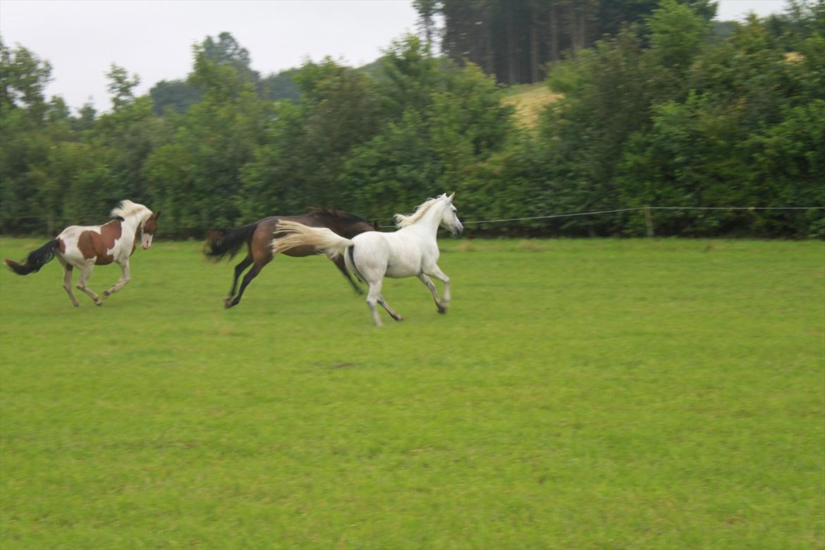 Anden særlig race olivia dressur prinssesen tidligere hest  billede 4