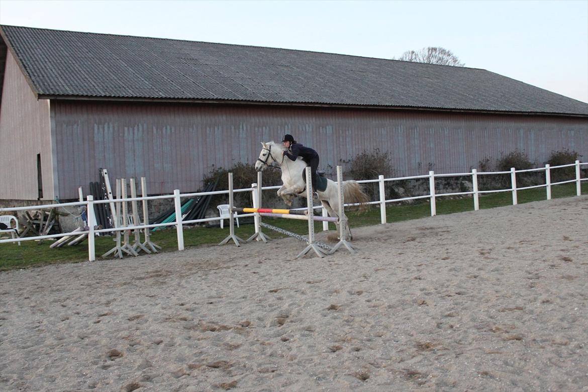 Anden særlig race olivia dressur prinssesen tidligere hest  - med tidl. ejer ;) billede 5