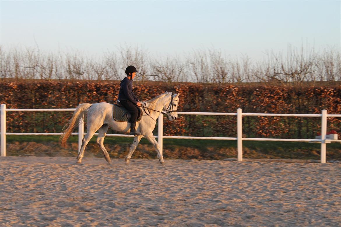 Anden særlig race olivia dressur prinssesen tidligere hest  billede 6