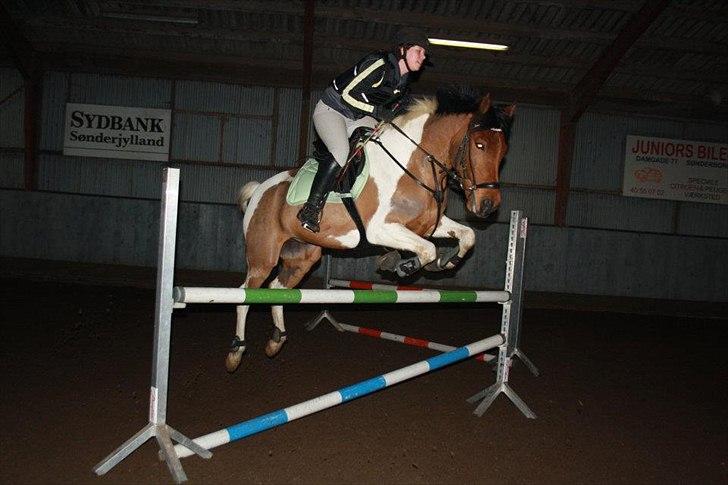 Hollandsk Sportspony Elmelunds Dalton - Elmelunds Dalton 2. Februar 2012
Ca. 105 billede 15