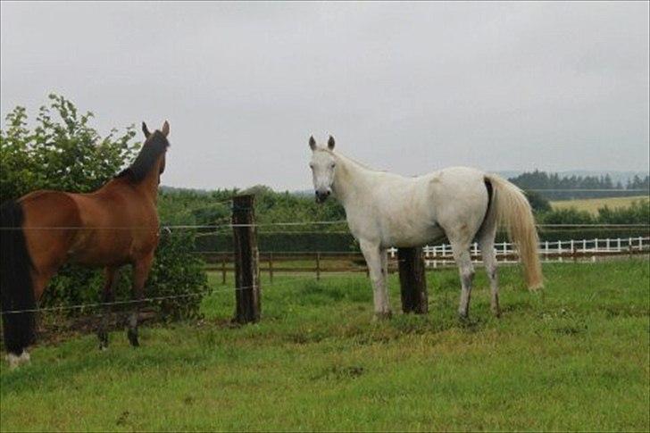 Anden særlig race olivia dressur prinssesen tidligere hest  billede 7