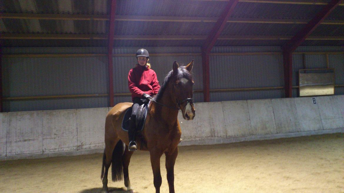 Anden særlig race Aladin - her er Aladin billede 1