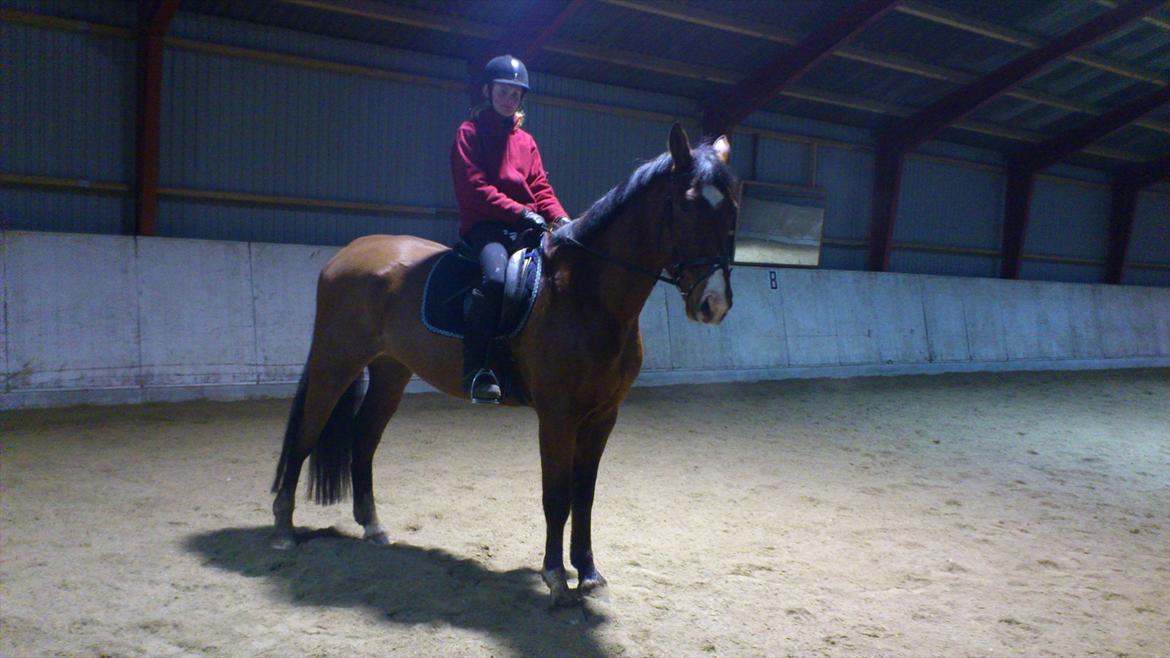 Anden særlig race Aladin billede 2