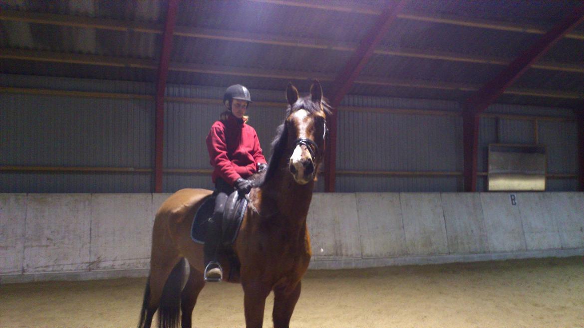 Anden særlig race Aladin billede 3