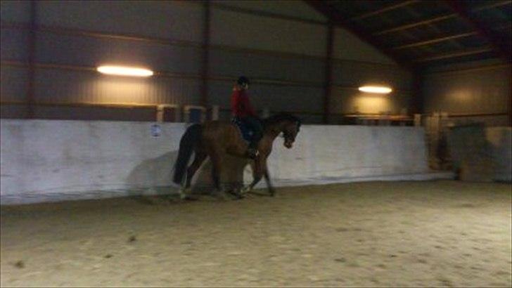 Anden særlig race Aladin billede 4