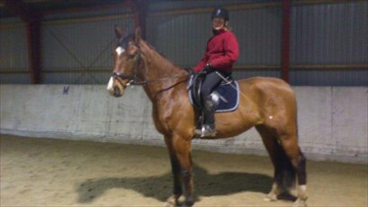 Anden særlig race Aladin billede 5