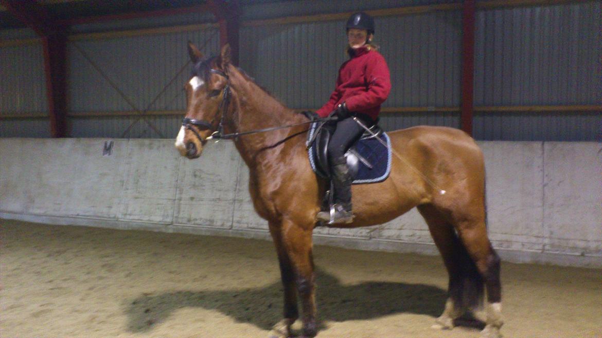 Anden særlig race Aladin billede 6