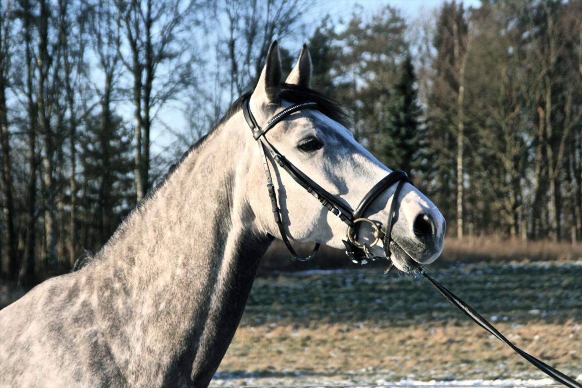 Holstener Zarina Von Harknag - Zarina på hendes sidste dag. Smukke prinsesse! 31.1.12 billede 1