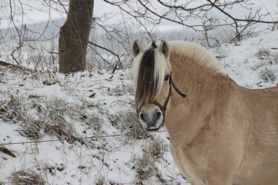 Fjordhest Thera Thorsø *Musse* billede 7