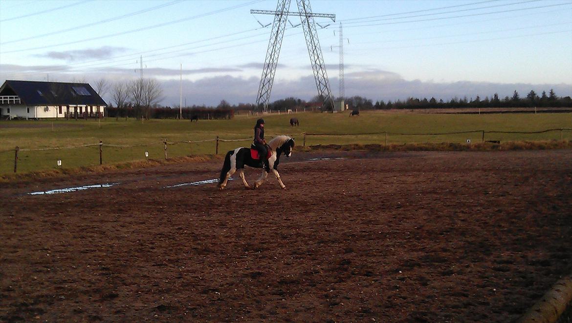 Barockpinto Chess Stensbæk billede 13