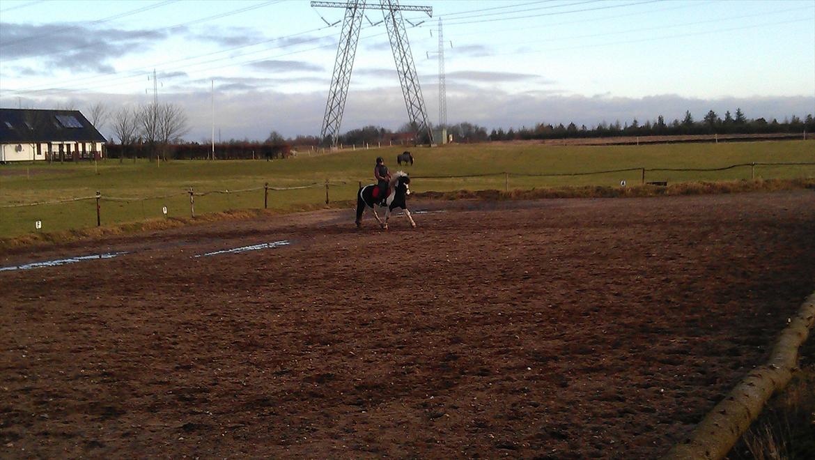 Barockpinto Chess Stensbæk billede 14