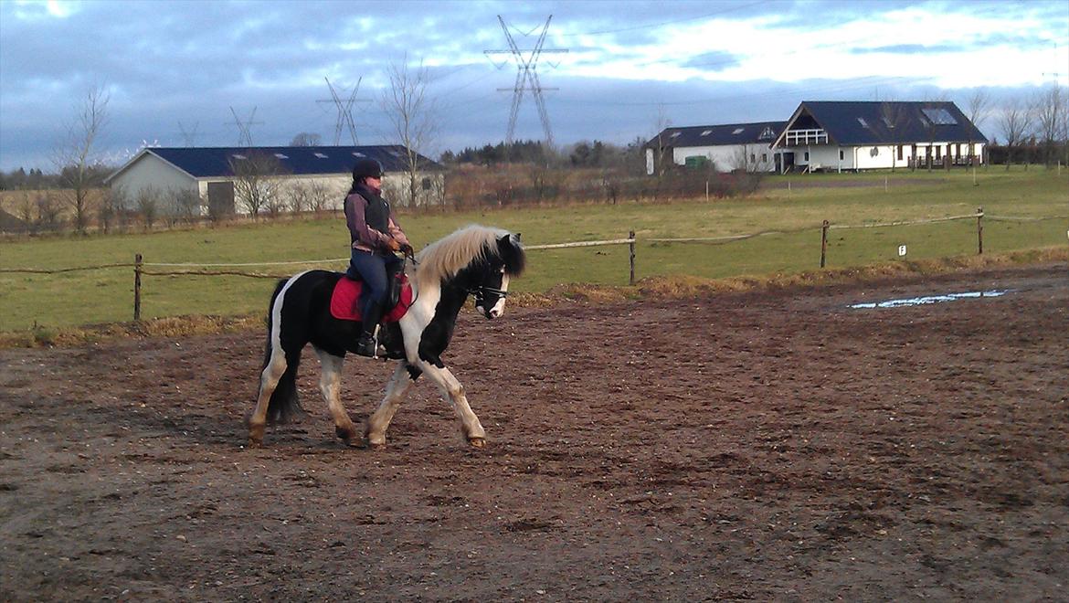 Barockpinto Chess Stensbæk billede 15