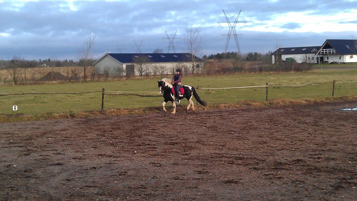 Barockpinto Chess Stensbæk billede 16