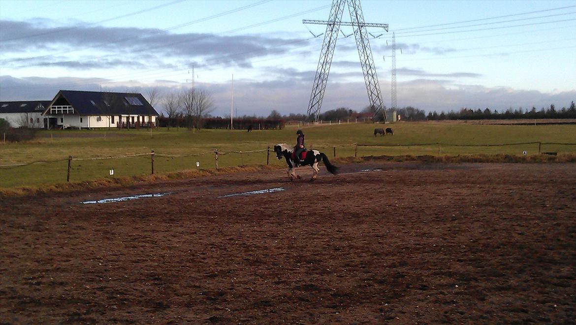 Barockpinto Chess Stensbæk billede 17
