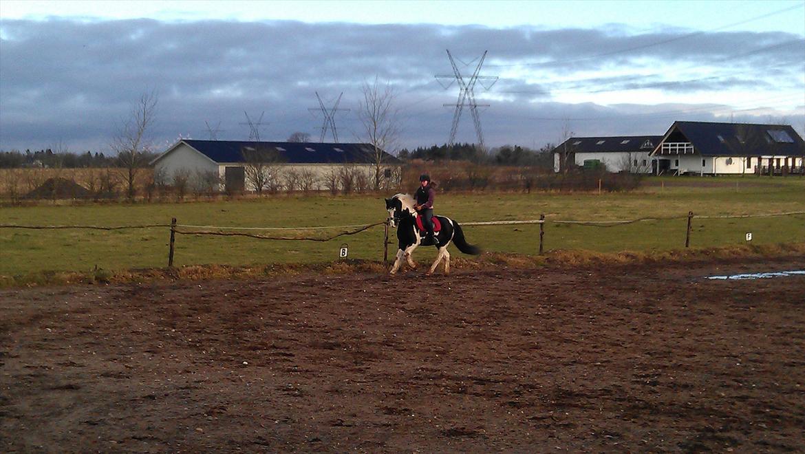 Barockpinto Chess Stensbæk billede 18