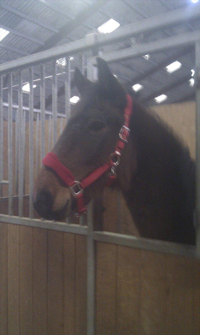 Anden særlig race Nowy rok billede 12