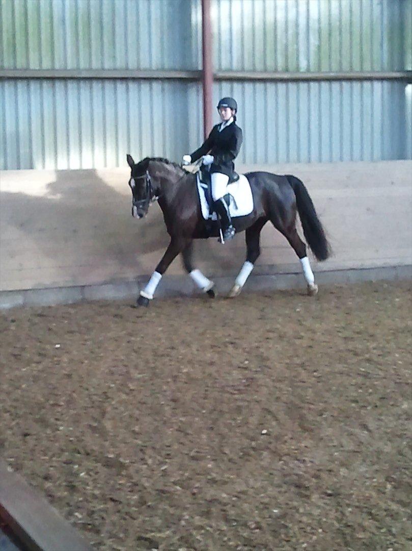 Holstener Jasmin billede 19