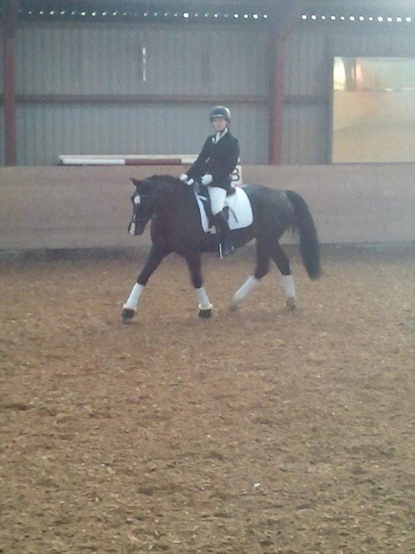 Holstener Jasmin billede 20