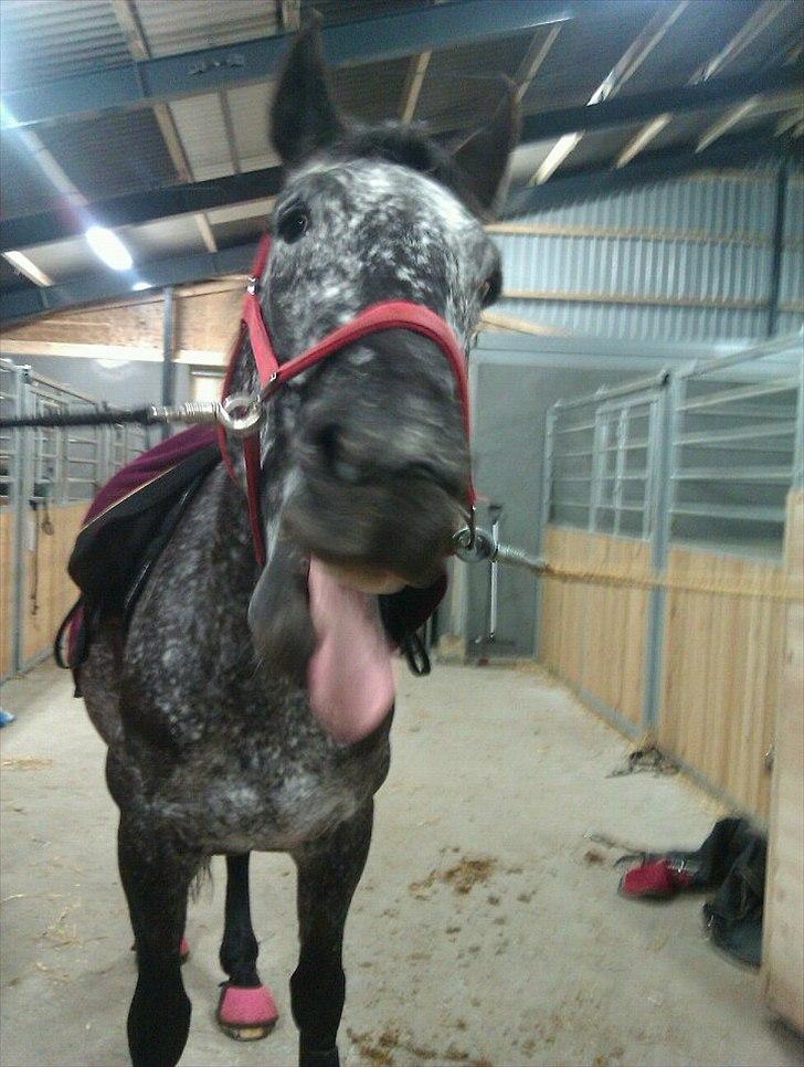 Appaloosa Lagocel (Mickey) - Gaab! :) billede 13