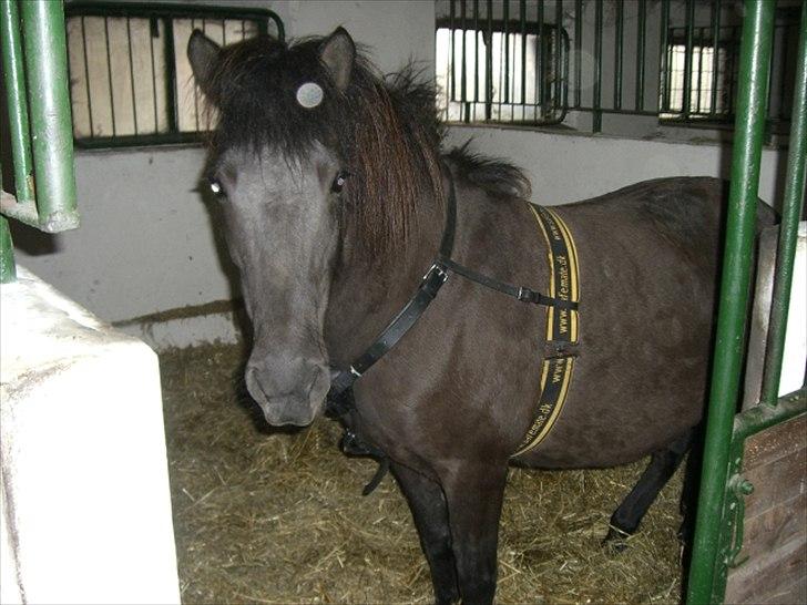 Islænder Loa fra Højgård billede 1