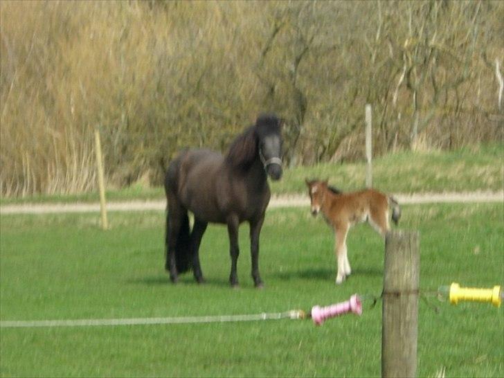 Islænder Loa fra Højgård billede 2