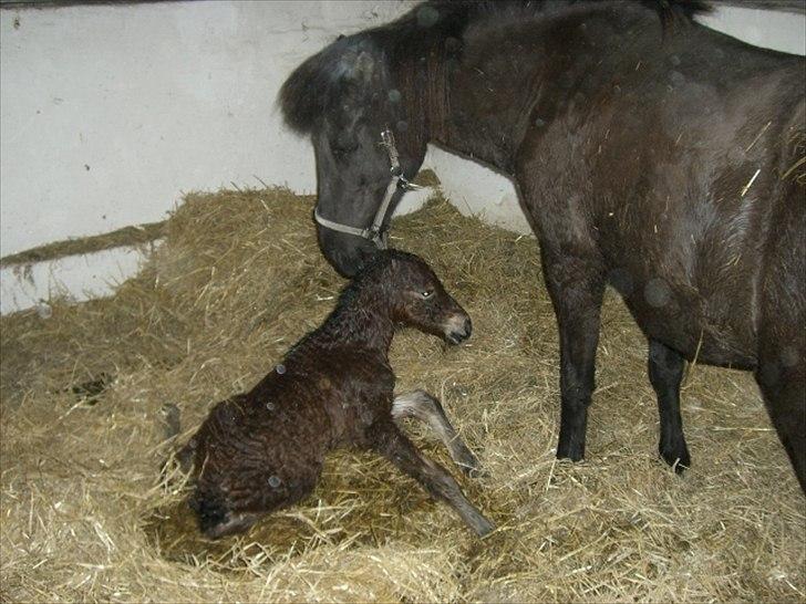 Islænder Loa fra Højgård billede 3