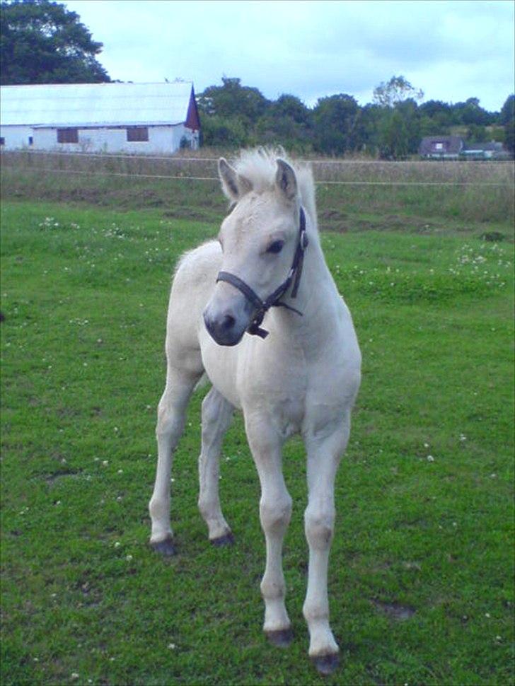Fjordhest Ryttergårdens kjeldbjørn (Kjeldsen) - lille følse kelse. billede 6